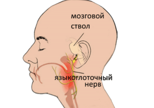 строение языкоглоточного нерва